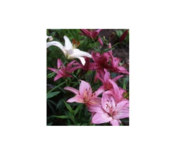 Strawberries & Cream Lilium Mix