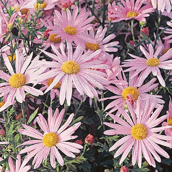 Chrysanthemum 'Clara Curtis' - Image 3