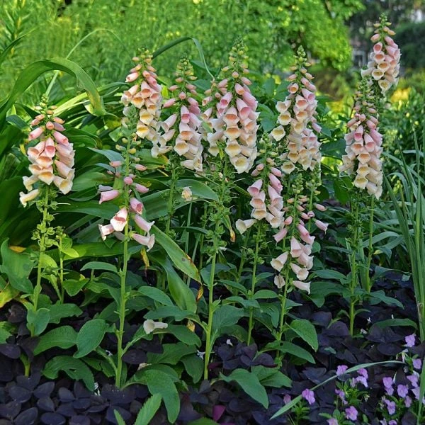 Digitalis Purpurea 'Dalmatian Peach' - Image 2