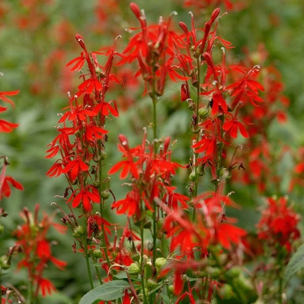 Lobelia Cardinalis - Image 3