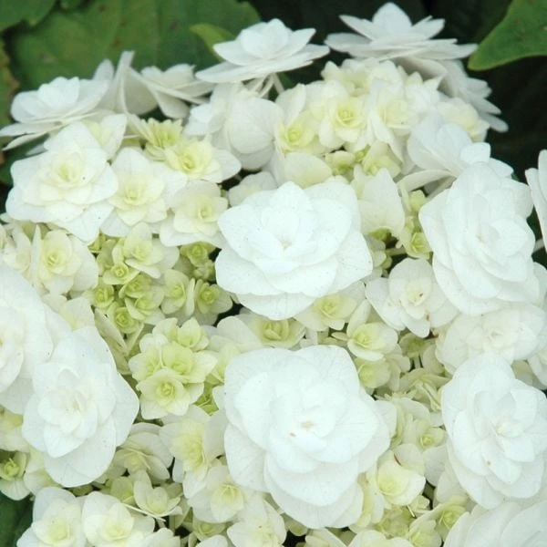 Hydrangea Macrophylla 'Wedding Gown' - Image 2