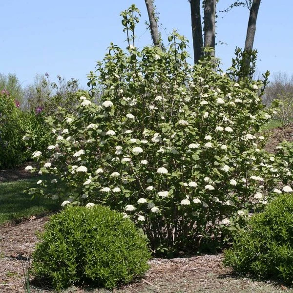 Viburnum Red Balloon® - Image 2