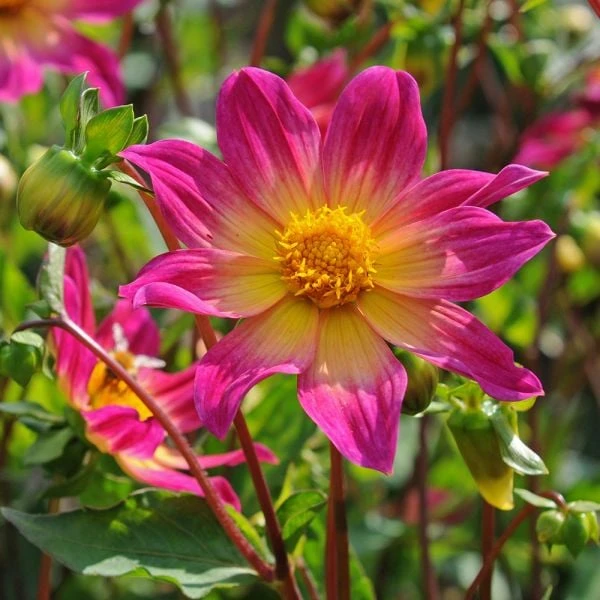 Dahlia 'Bright Eyes' - Image 2
