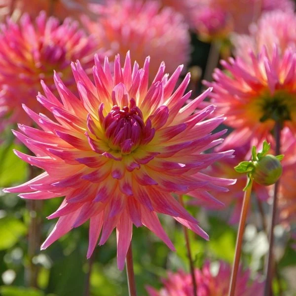 Dahlia 'Karma Sangria' - Image 2