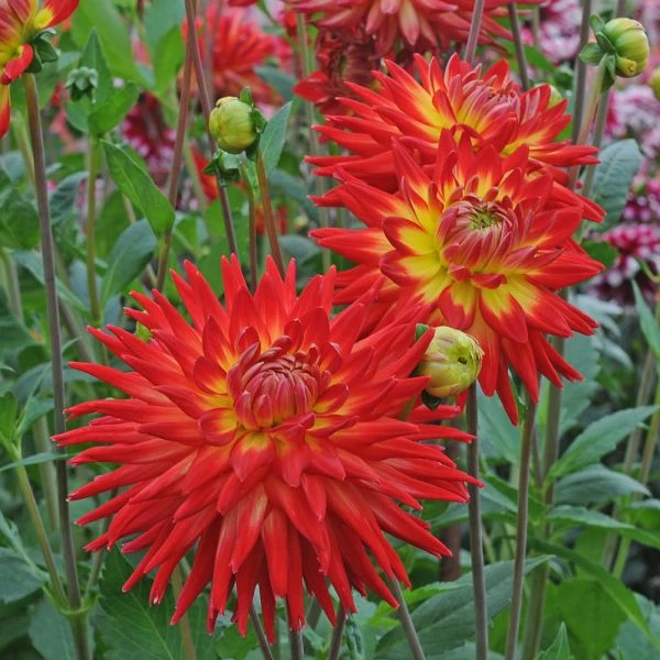 Dahlia 'Karma Bon Bini' - Image 2