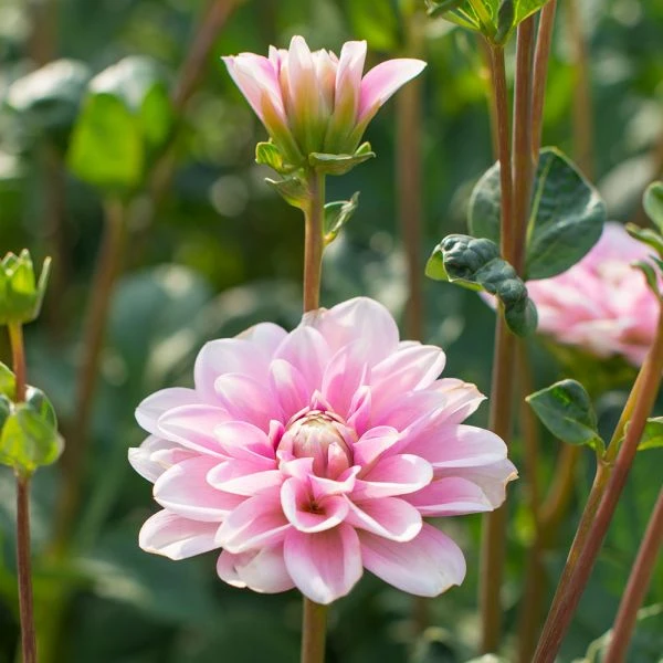 Dahlia 'Pink Perception' - Image 2