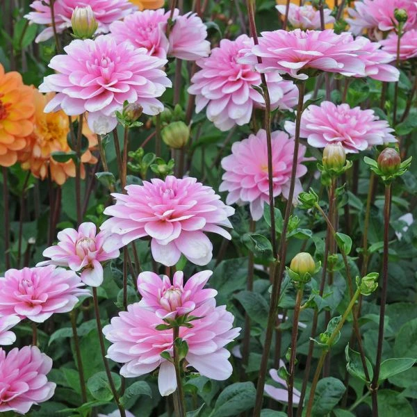 Dahlia 'Pink Perception' - Image 3