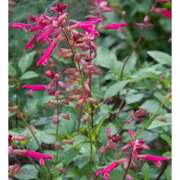 Salvia 'Wendy's Wish' - Image 4