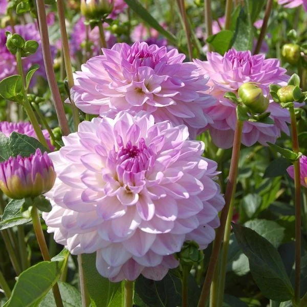 Dahlia 'Mediterrannee' - Image 4