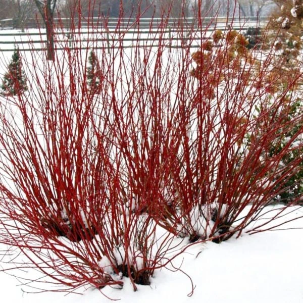Cornus Stolonifera Arctic Fire® Red - Image 4
