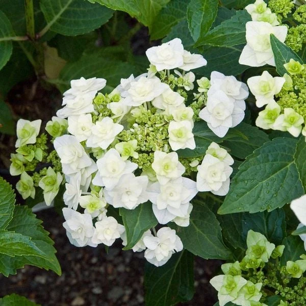 Hydrangea Macrophylla 'Wedding Gown' - Image 3