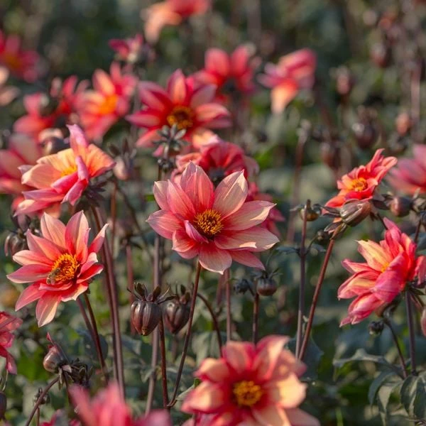 Dahlia 'Waltzing Mathilda' - Image 3