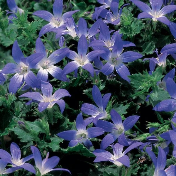 Campanula Poscharskyana 'Blue Gown' - Image 2