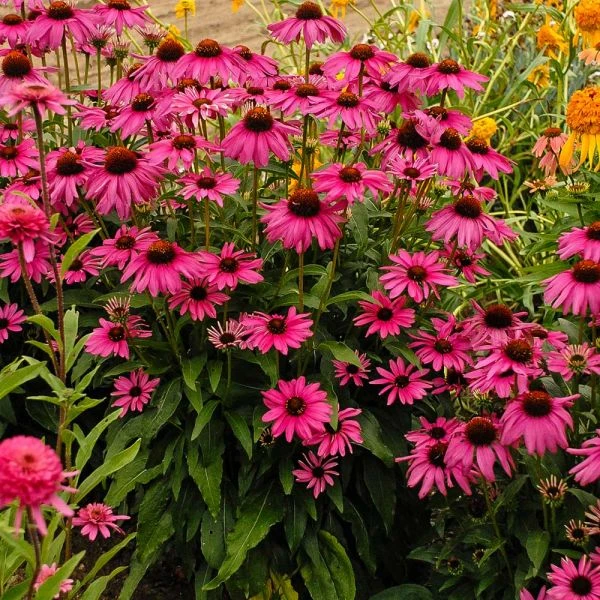 Echinacea Butterfly™ 'Purple Emperor'