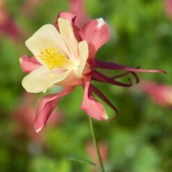 Aquilegia 'Swan Pink And Yellow'