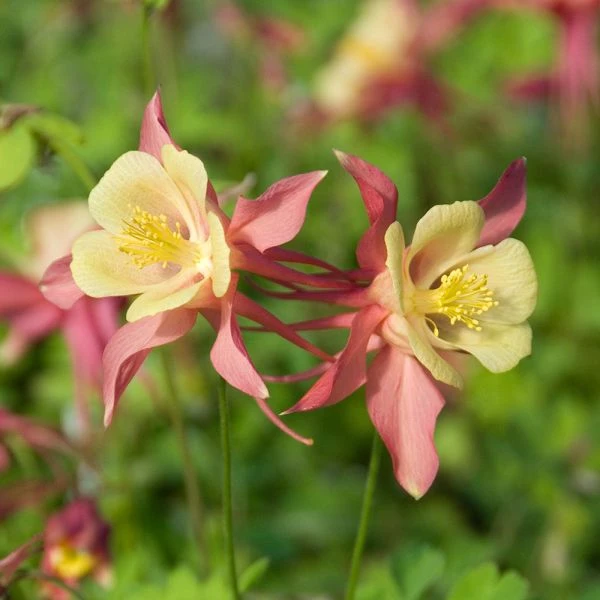 Aquilegia 'Swan Pink And Yellow' - Image 2