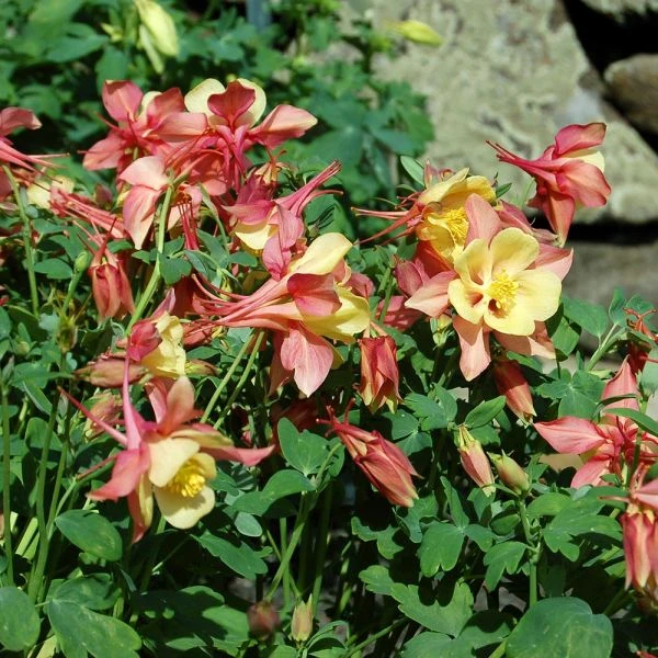 Aquilegia 'Swan Pink And Yellow' - Image 3