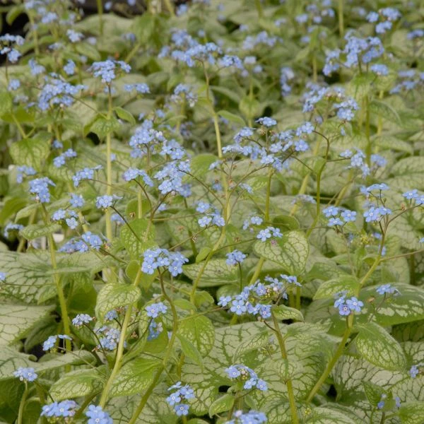 Brunnera Macrophylla 'Jack Frost'