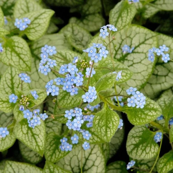 Brunnera Macrophylla 'Jack Frost' - Image 2