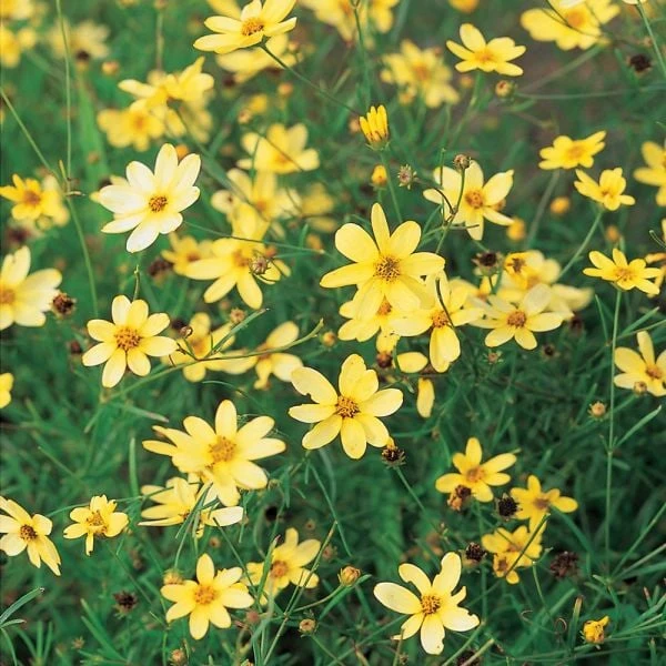 Coreopsis Verticillata 'Moonbeam' - Image 4
