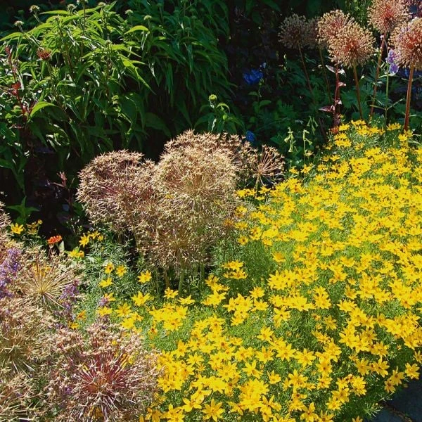 Coreopsis Verticillata 'Zagreb' - Image 2