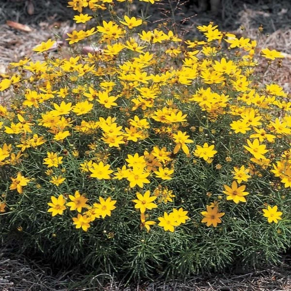 Coreopsis Verticillata 'Zagreb' - Image 3