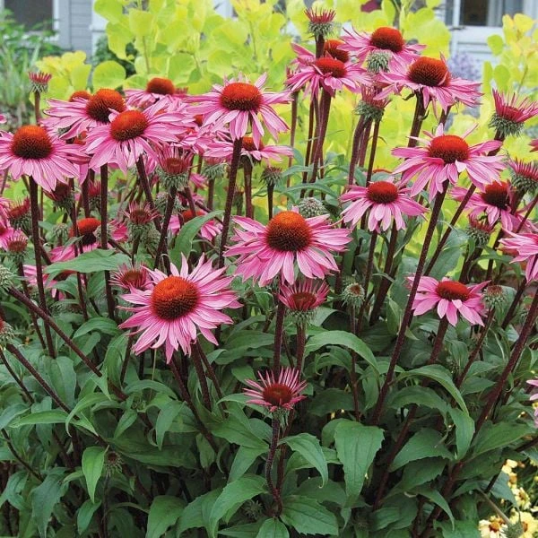 Echinacea Purpurea Prairie Pillars™ 'Merlot' - Image 3