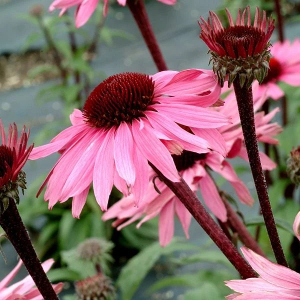 Echinacea Purpurea Prairie Pillars™ 'Merlot' - Image 4