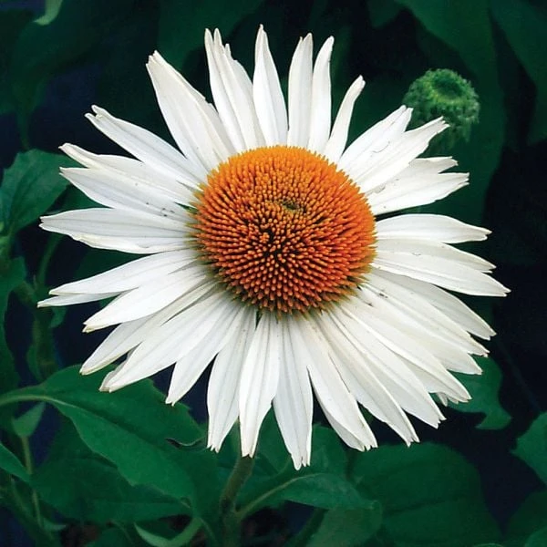 Echinacea Purpurea Prairie Pillars™ 'Fragrant Angel'