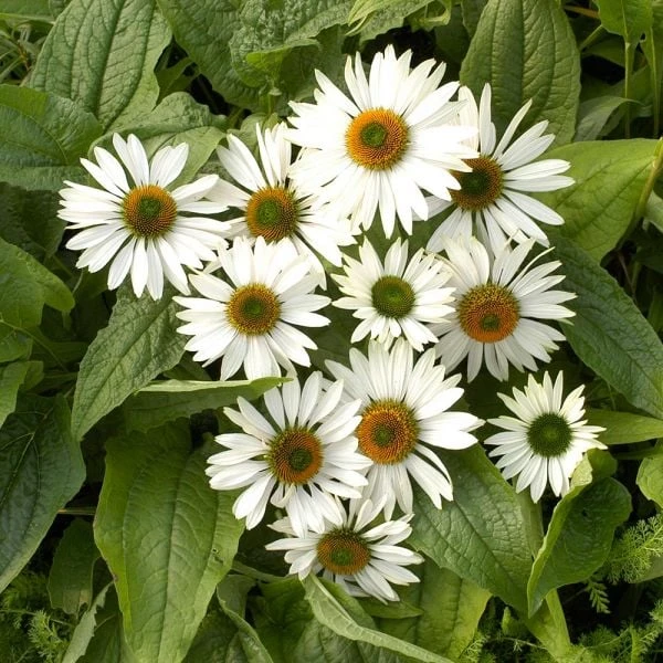 Echinacea Purpurea Prairie Pillars™ 'Fragrant Angel' - Image 2