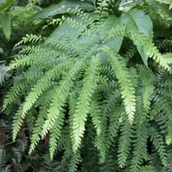 Adiantum Pedatum - Maidenhair Fern