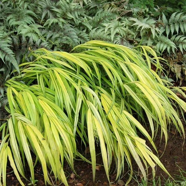 Ornamental Grass: Hakonechloa Macra 'Aureola' - Image 6
