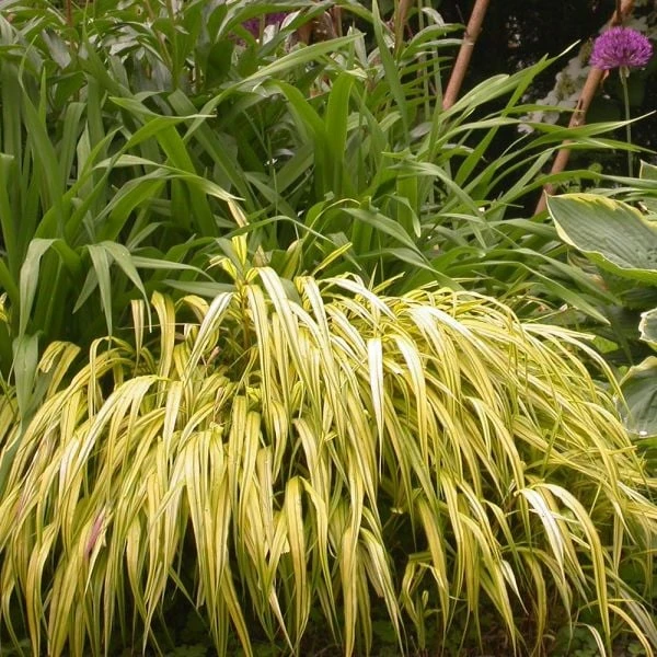 Ornamental Grass: Hakonechloa Macra 'Aureola' - Image 4