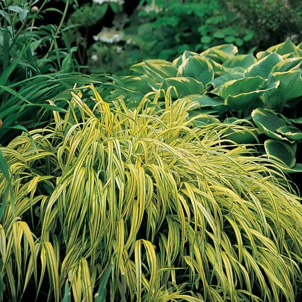 Ornamental Grass: Hakonechloa Macra 'Aureola' - Image 7