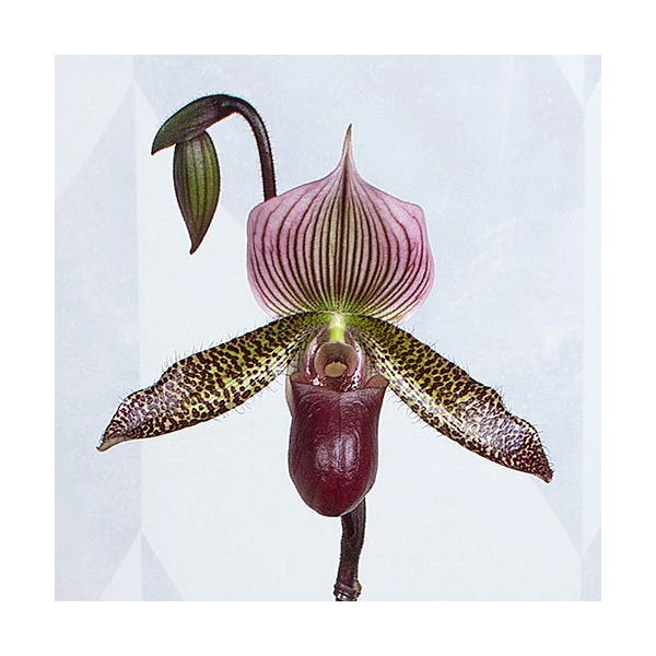 Burgundy Lady's Slipper Orchid In 4½" Ceramic Cachepot