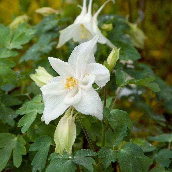 Aquilegia 'Dove' - Image 4