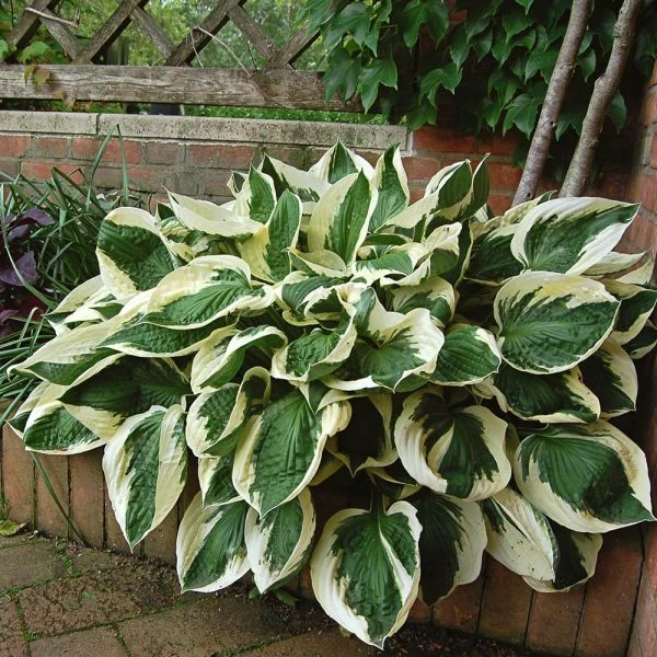 Hosta 'Patriot' - Image 4