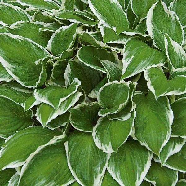 Hosta 'Patriot' - Image 5