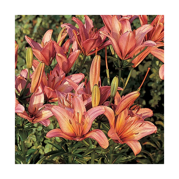 Extended-Season Lily Mix - Image 7