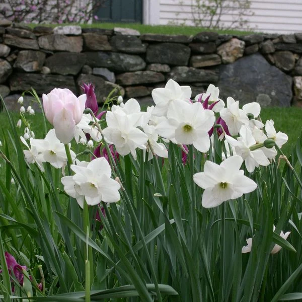 Narcissus 'Stainless' - Image 2