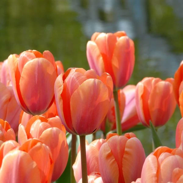 Tulip 'Apricot Impression' - Image 2