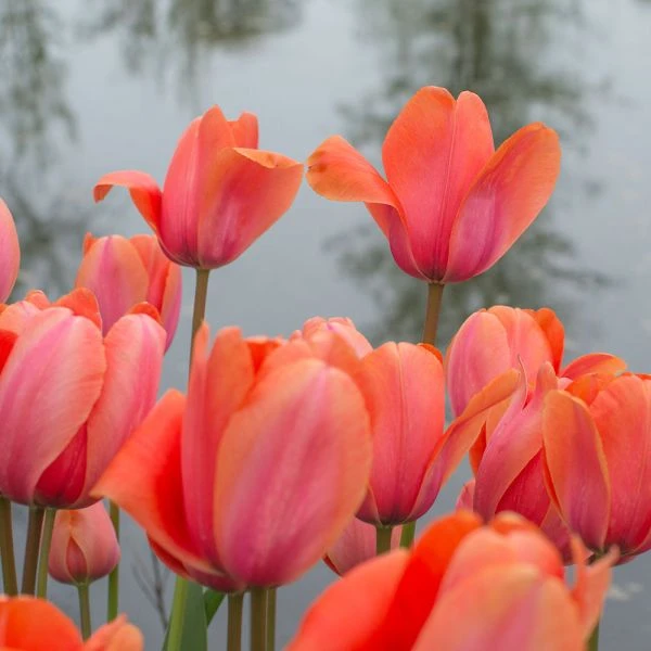Tulip 'Apricot Impression' - Image 4