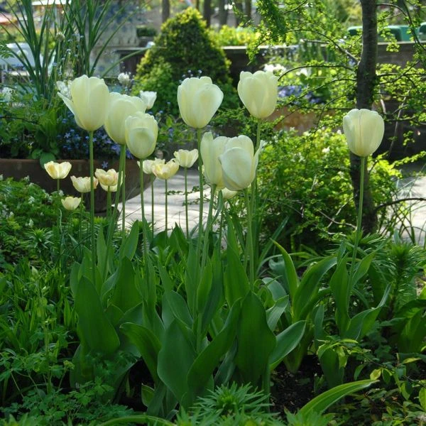 Tulip 'Ivory Floradale' - Image 2
