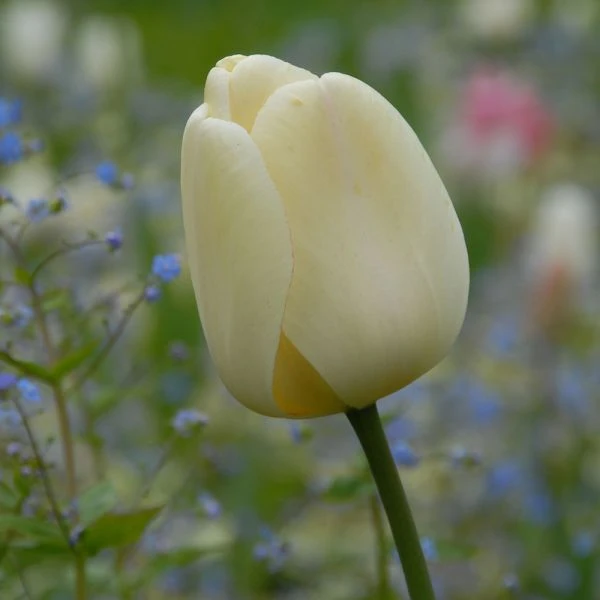Tulip 'Ivory Floradale' - Image 3