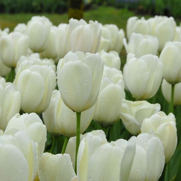 Tulip 'Ivory Floradale' - Image 4