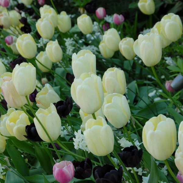 Tulip 'Ivory Floradale' - Image 5