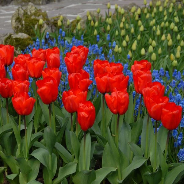 Tulip 'Lalibela' - Image 3