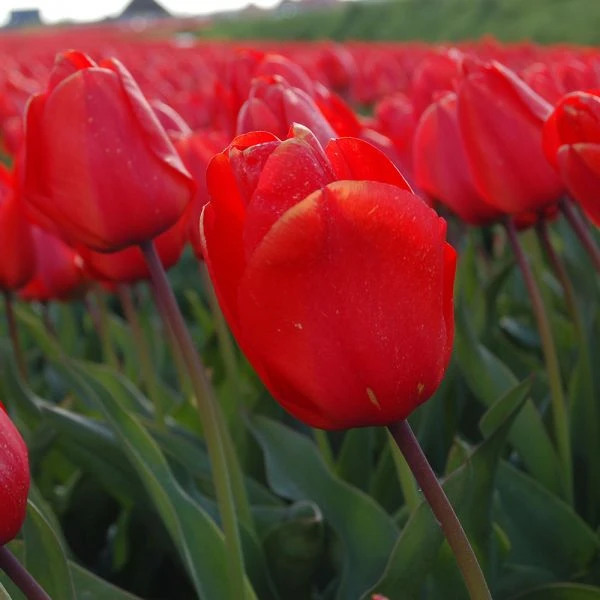 Tulip 'Lalibela' - Image 4