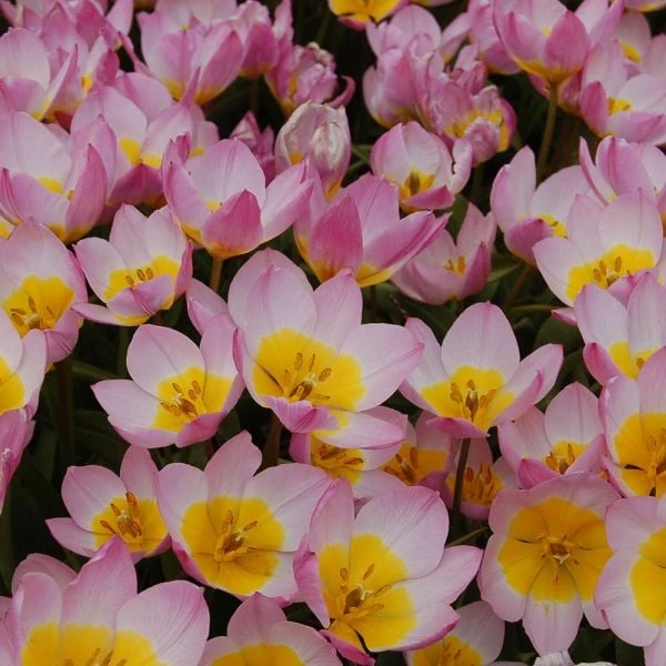 Tulip Bakeri 'Lilac Wonder' - Image 3