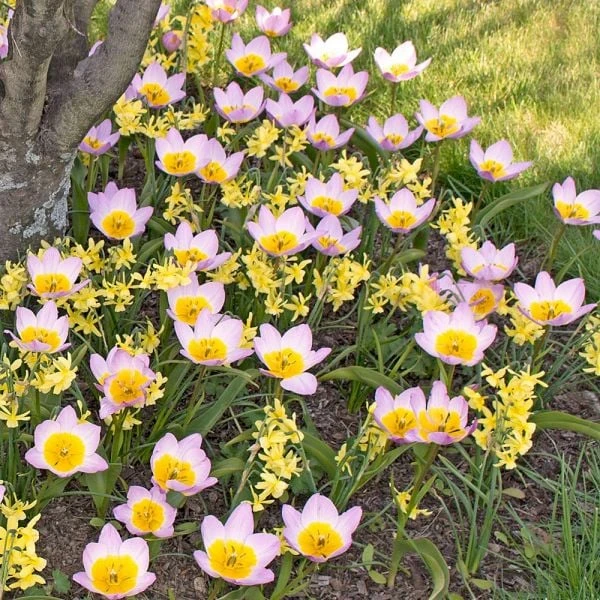 Tulip Bakeri 'Lilac Wonder' - Image 4